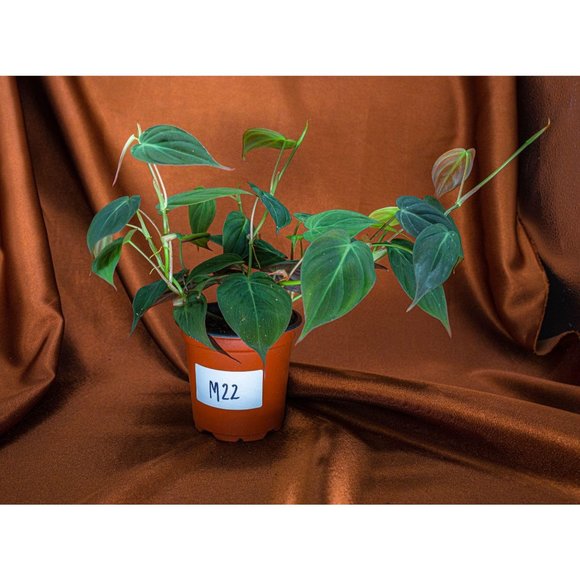 Philodendron Micans 4" US Seller Potted RARE Philo - Picture 2 of 2